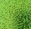 Microfiber 650gsm Groene Kleine Chenille vouwde 13*47cm Oxford Stootkussens van de Zak de Natte Zwabber